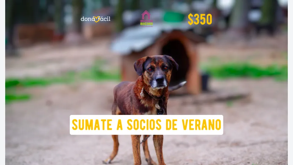 Socios de verano - Mucho Bicho - $350