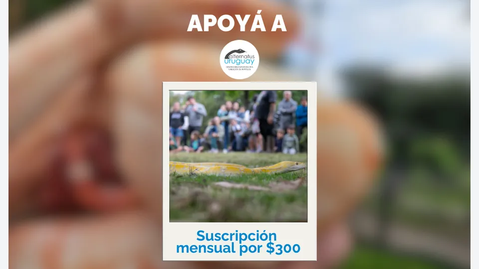 Suscripción Mensual $300