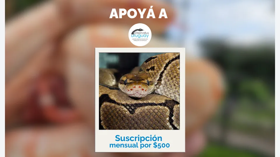 Suscripción Mensual $500