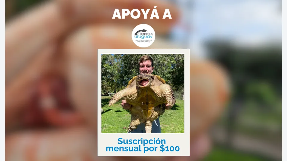 Suscripción Mensual $100