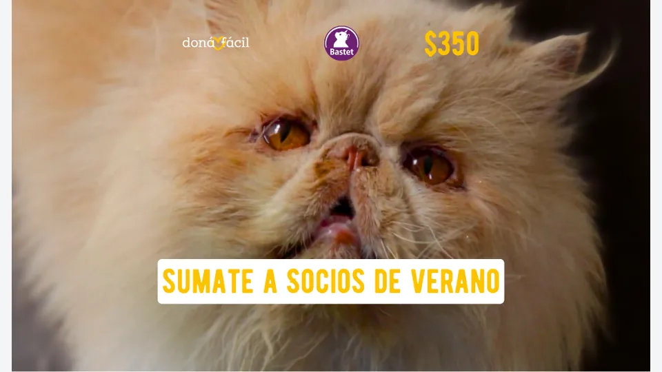 Socios de verano - Bastet - $350