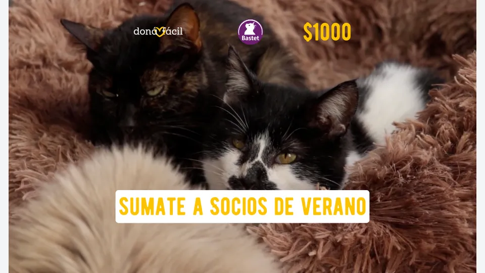 Socios de verano - Bastet - $1000