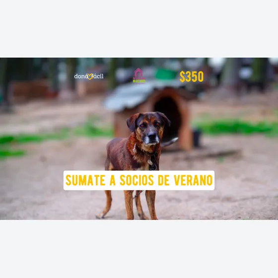 Socios de verano - Mucho Bicho - $350