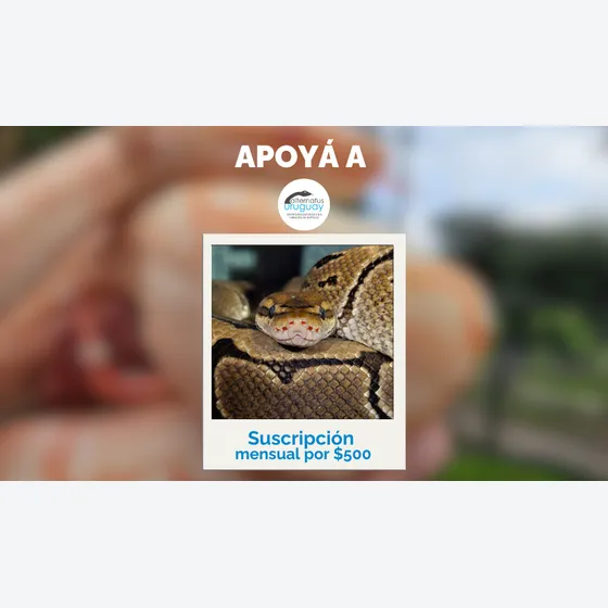 Suscripción Mensual $500