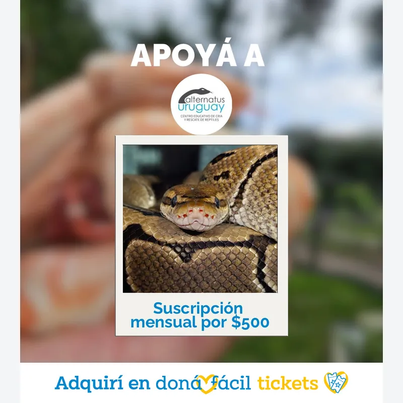 Suscripción Mensual $500