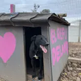 Imagen de campaña: Mi Refugio Paso De Los Toros, te necesita.. Imagen de campaña: Mi Refugio Paso De Los Toros, te necesita..