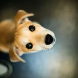 Imagen de campaña: Ayúdanos a cambiar la vida de muchos animalitos Imagen de campaña: Ayúdanos a cambiar la vida de muchos animalitos