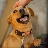 Imagen de campaña: UN NUEVO CANIL PARA SEPARAR POR EDAD Y TEMPERAMENTO