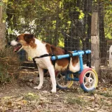 Imagen de campaña: Las mascotas sin hogar necesitan de tu solidaridad Imagen de campaña: Las mascotas sin hogar necesitan de tu solidaridad