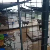 Imagen de campaña: Ayudanos a construir un refugio seguro para los animales de Prodea Imagen de campaña: Ayudanos a construir un refugio seguro para los animales de Prodea