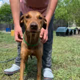 Imagen de campaña: Amigos de los Animales necesita ayuda para rescatar y rehabilitar más perros abandonados Imagen de campaña: Amigos de los Animales necesita ayuda para rescatar y rehabilitar más perros abandonados