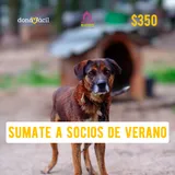 Imagen de ticket: Socios de verano - Mucho Bicho - $350 Imagen de ticket: Socios de verano - Mucho Bicho - $350