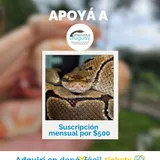 Imagen de ticket: Suscripción Mensual $500 Imagen de ticket: Suscripción Mensual $500