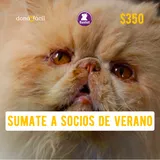 Imagen de ticket: Socios de verano - Bastet - $350 Imagen de ticket: Socios de verano - Bastet - $350