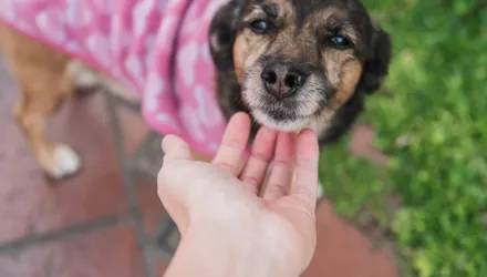 El poder de una sola acción: el impacto de la adopción en la comunidad