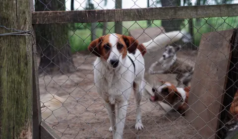 Ayudanos a salvar vidas en Mucho Bicho Tacuarembó