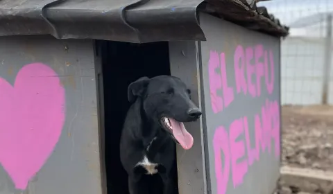 Mi Refugio Paso De Los Toros, te necesita..