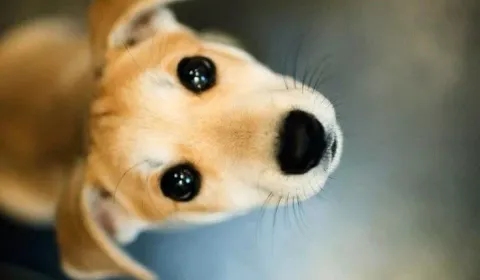 Ayúdanos a cambiar la vida de muchos animalitos Ayúdanos a cambiar la vida de muchos animalitos