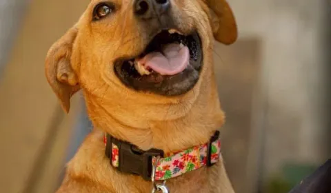 UN NUEVO CANIL PARA SEPARAR POR EDAD Y TEMPERAMENTO