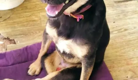 Restaurando salud y libertad: apoyá la recuperación de Atila y Eduardito