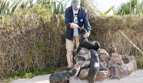 Tu ayuda hoy salva vidas marinas