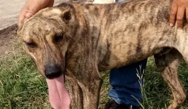 PRODEA te necesita, ayúdanos a combatir la leishmaniasis PRODEA te necesita, ayúdanos a combatir la leishmaniasis