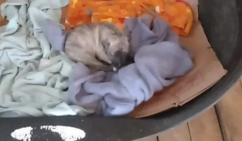 ¡Únete a la causa de PRODEA y ayuda a cambiar la vida de los animales abandonados en nuestra ciudad! ¡Únete a la causa de PRODEA y ayuda a cambiar la vida de los animales abandonados en nuestra ciudad!