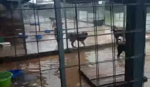 Ayudanos a construir un refugio seguro para los animales de Prodea Ayudanos a construir un refugio seguro para los animales de Prodea