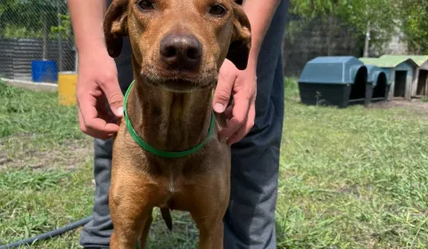 Amigos de los Animales necesita ayuda para rescatar y rehabilitar más perros abandonados