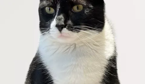 MOMENTO GATO  Un instante para conectar