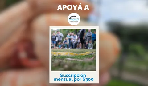 Suscripción Mensual $300