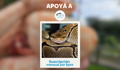 Suscripción Mensual $500