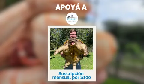 Suscripción Mensual $100