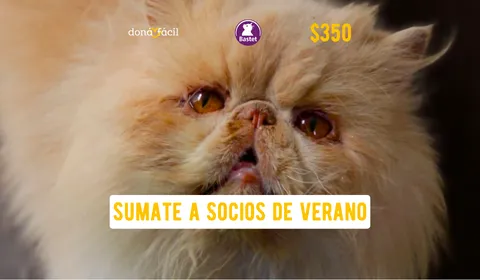 Socios de verano - Bastet - $350