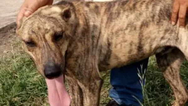 Cuidados para prevenir la leishmaniasis en perros