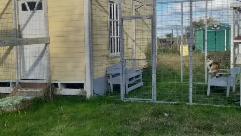 El papel de la arquitectura y el diseño en los refugios de animales