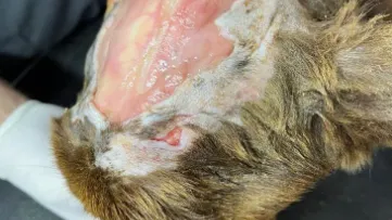 La lucha contra el abandono animal: cómo podés marcar la diferencia