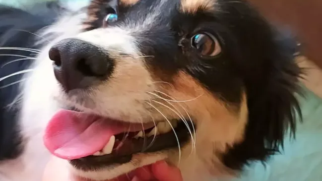 La labor fundamental de la fisioterapia en la recuperación de animales con movilidad reducida