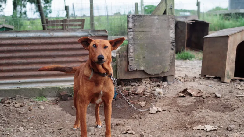 Comprensión y manejo del sufrimiento animal: Una guía para ayudar