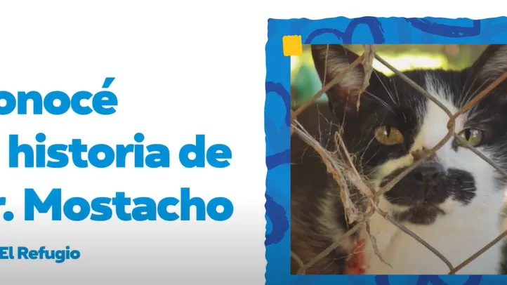 Enriquecimiento ambiental para gatos: mejorando la calidad de vida de nuestros amigos felinos