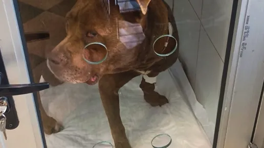 El impacto de la crueldad animal: un análisis de la lucha de los perros de pelea