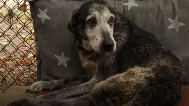 La importancia de adoptar mascotas de edad avanzada