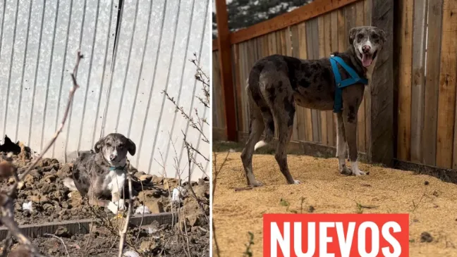 Cómo tus donaciones pueden cambiar la vida de un animal desprotegido