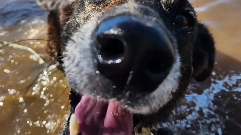 La lucha contra el maltrato animal: cómo podés marcar la diferencia