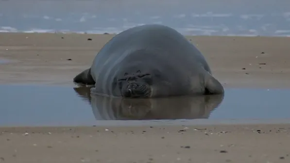 Francisca: cuando cuidar una vida es cuidar el mar