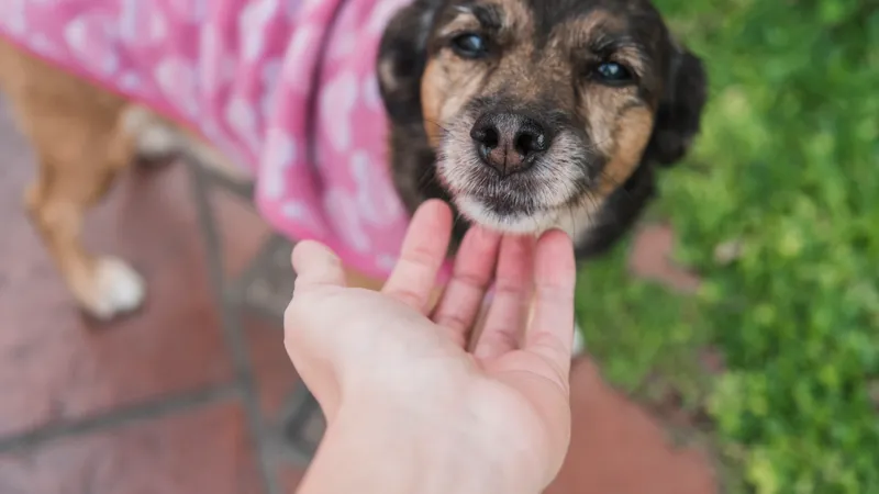 El poder de una sola acción: el impacto de la adopción en la comunidad